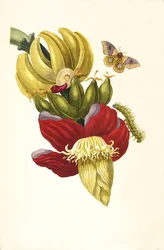Dal libro Metamorphosis insectorum Surinamensium, 1705