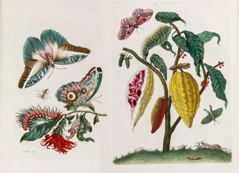 Dal libro Metamorphosis insectorum Surinamensium, 1705