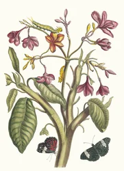 Jasmin des Indes. Dal libro Metamorphosis insectorum Surinamensium, 1705