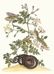 Jasminum grandiflorum. Dal libro Metamorphosis insectorum Surinamensium, 1705
