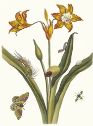 Lis Rouge. Dal libro Metamorphosis insectorum Surinamensium