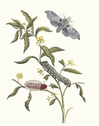 Ludwigia octovalvis. Dal libro Metamorphosis insectorum Surinamensium, 1705