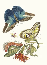 Pachystachys coccinea. Dal libro Metamorphosis insectorum Surinamensium, 1705