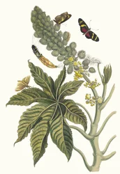 Palma Christi. Dal libro Metamorphosis insectorum Surinamensium, 1705