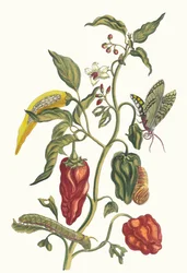 Poivre d