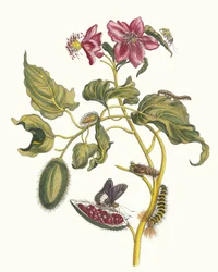 Rocu. Dal libro Metamorphosis insectorum Surinamensium