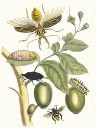 Tabrouba. Dal libro Metamorphosis insectorum Surinamensium, 1705
