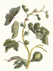 Guava bianca. Dal libro Metamorphosis insectorum Surinamensium, 1705