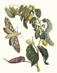Zursak. Dal libro Metamorphosis insectorum Surinamensium, 1705