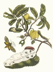 Zuursak. Dal libro Metamorphosis insectorum Surinamensium