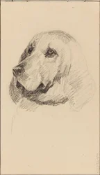 Testa di cane