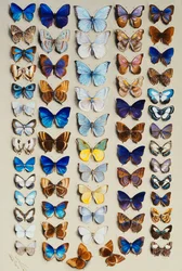 Un piatto pieno di sessantadue farfalle, in cinque colonne, che rappresentano per lo più alcuni dei membri più grandi della famiglia Lycaenidae