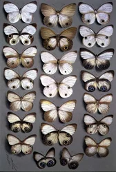 Farfalle papuane 2