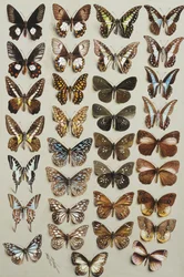 Trentatré farfalle, in quattro colonne, appartenenti alle famiglie Papilionidae e Danainae