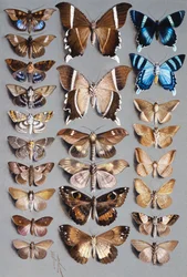 Ventiquattro Falene, in tre Colonne, per lo più appartenenti alla famiglia Noctuidae