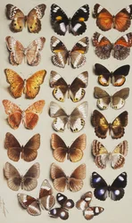 Ventidue farfalle in tre colonne, tutte appartenenti alla famiglia Nymphalidae