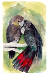 Cacatua nera lucida, 2020