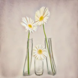 Eleganti gerbere bianche