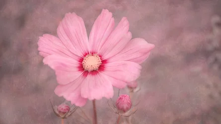 Cosmos rosa tenue