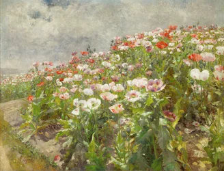 Papaveri in fiore (olio su tela)
