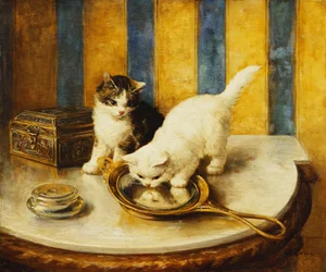 Riflessioni Feline