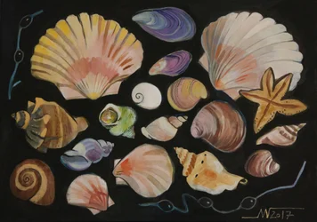Conchiglie marine colorate