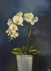 Elegante orchidea in vaso