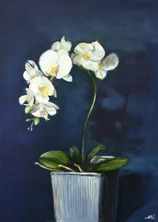 Eleganti orchidee bianche