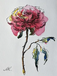 Rosa rosa espressiva