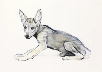 Cucciolo di lupo arabo adolescente, 2009