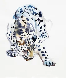 Leopardo arabo, 2008