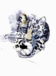 Leopardo Arabo, 2008