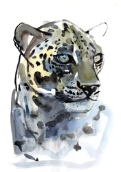 Leopardo Arabico, 2008