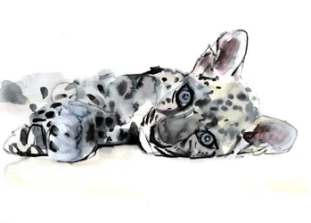 Cucciolo di leopardo arabo, 2008