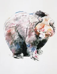 Orso