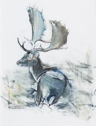 Cervo nell
