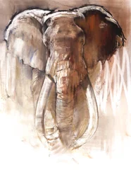Elefante Maschio