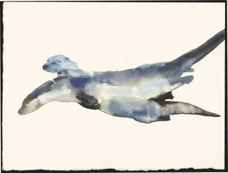 Corteggiamento delle lontre