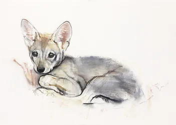 Cucciolo di lupo arabo arricciato, 2009