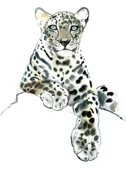 Direct (Leopardo Arabo), 2015