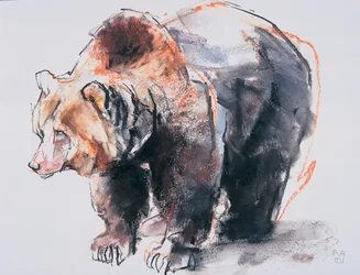 Orso bruno europeo, 2001