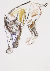 Lince europea