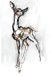 Gerenuk Cucciolo, Sarara