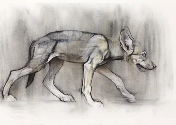 Cucciolo magro (Lupo arabo), 2009