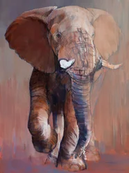 Toro di Loisaba, 2018