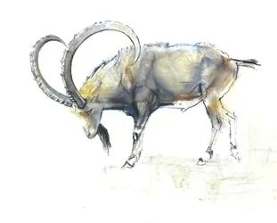Stambecco della Nubia