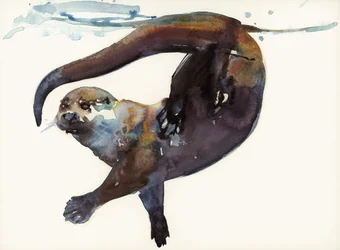 Studio di lontra II - 