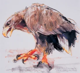 Rapace