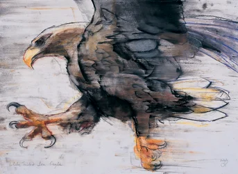 Artigli - Aquila di Mare dalla Coda Bianca