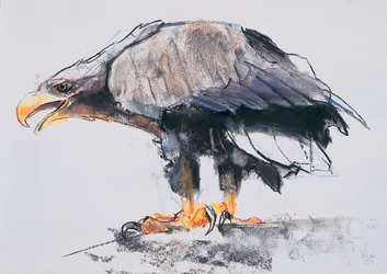 Aquila di mare codabianca, 2001